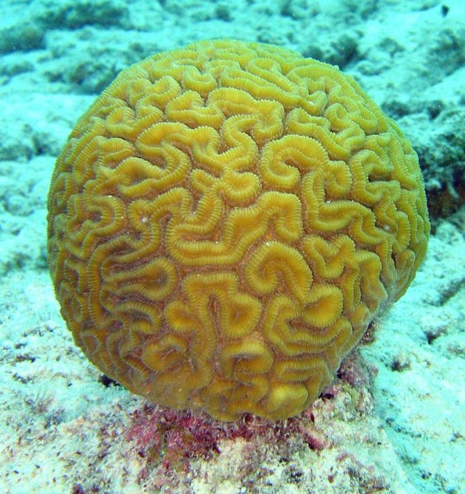 Коралл – подарок из морских глубин. Магическое значение коралла, фото камня, какие делают украшения из минерала и правильный уход